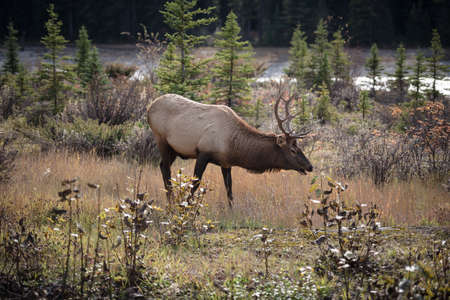 A elk stops to graze on some grassの写真素材