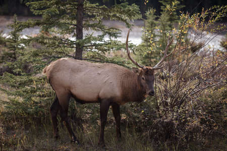 A elk stops to graze on some grassの写真素材