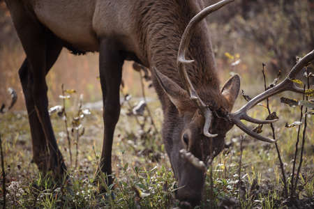 A elk stops to graze on some grassの写真素材
