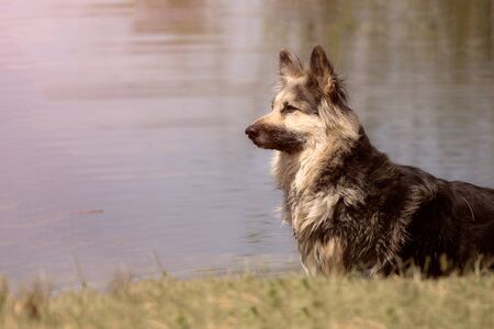 German shepherd in the summer. The dog is resting on the grassの写真素材