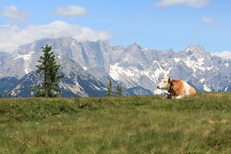 cow lying in a meadow in the Alps against the mountainsの写真素材