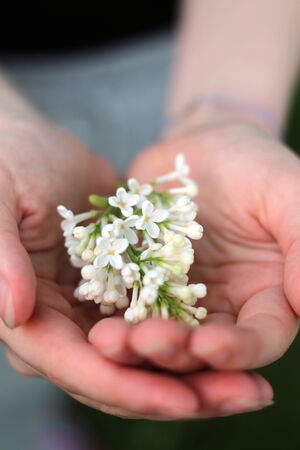 lilac branch with flowers in the handsの写真素材