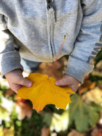 little boy holding a yellow autumn leaf
