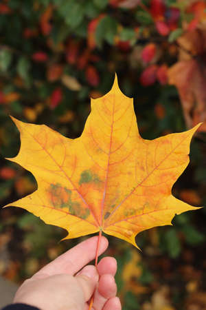 holding orange autumn leaf in hand close-up
