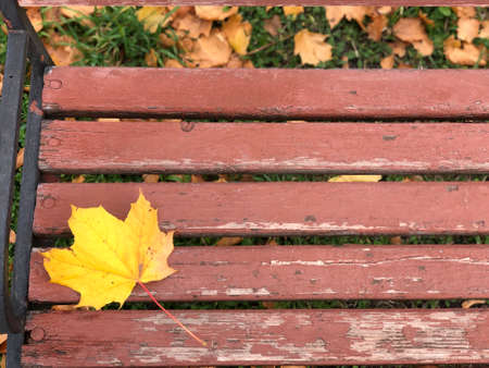 yellow autumn maple leaf lies on a wooden benchの写真素材