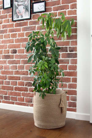 home plant in a wicker basket against a brick wall backgroundの写真素材
