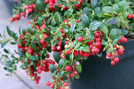 plant with red berries in a potの写真素材