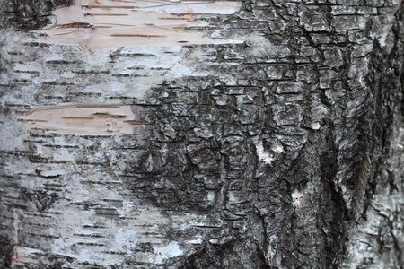 old birch bark close-upの写真素材