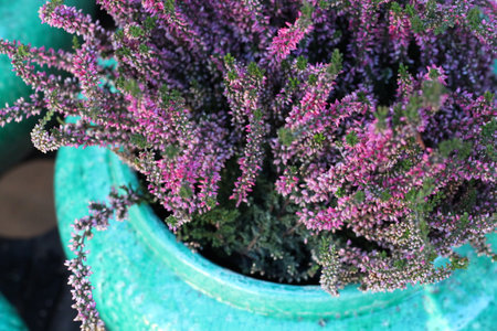 purple flowers plants in a blue pot close-upの写真素材