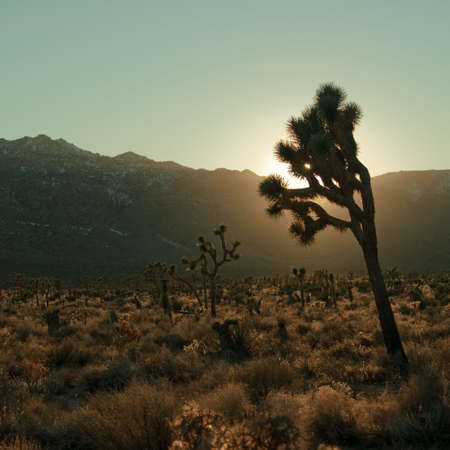 A joshua tree in Joshua Tree National Park against a setting sun, turquoise sky and mountains.の写真素材