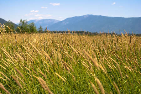 Close-up of wild grass with blue mountains in backgroundの写真素材