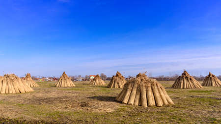 Workers make bundle of reed
