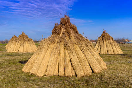 Workers make bundle of reedの写真素材