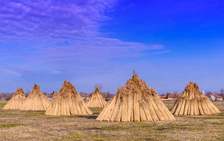 Workers make bundle of reedの写真素材