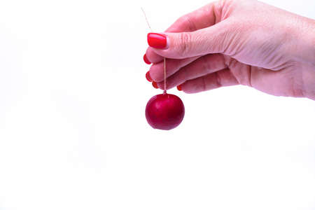Radish with hand isolated on a white surfaceの写真素材