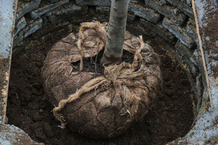 Planting young tree in the groundの写真素材