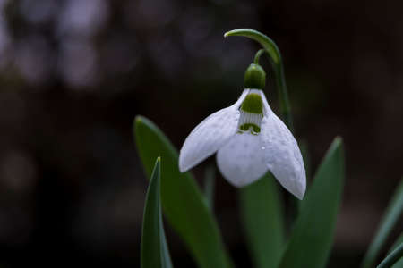 flowers commonly called snowdrop on the rainy day, Galanthus nivalisの写真素材