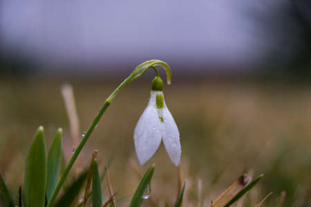 flowers commonly called snowdrop on the rainy day, Galanthus nivalisの写真素材