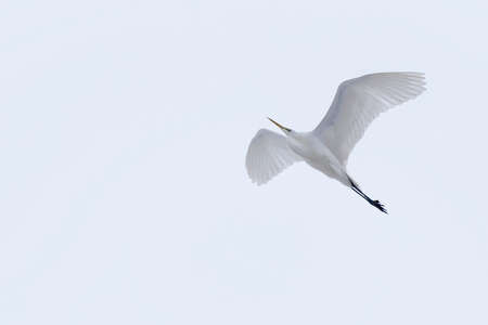 Large white herons in winter weather conditionsの写真素材