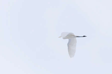 Large white herons in winter weather conditionsの写真素材