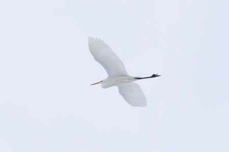 Large white herons in winter weather conditionsの写真素材