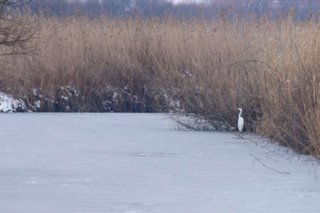 Large white herons in winter weather conditionsの写真素材