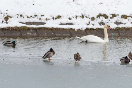 Swan and wild ducks on a frozen lakeの写真素材