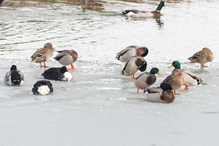 swan and wild ducks on a frozen lakeの写真素材