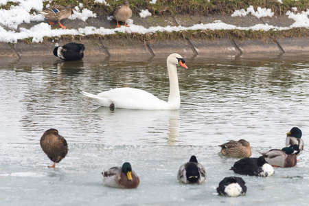 swan and wild ducks on a frozen lakeの写真素材