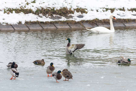 swan and wild ducks on a frozen lakeの写真素材