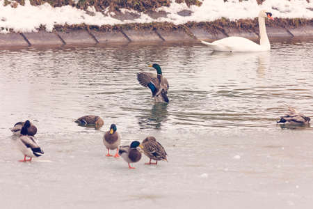 swan and wild ducks on a frozen lakeの写真素材