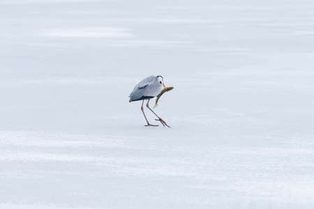 Large gray heron catches and swallows fishの写真素材