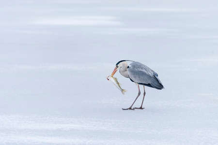 Large gray heron catches and swallows fishの写真素材