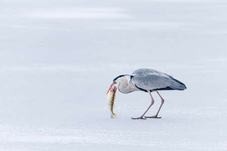 Large gray heron catches and swallows fishの写真素材