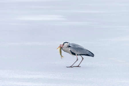 Large gray heron catches and swallows fishの写真素材