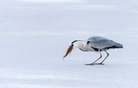 Large gray heron catches and swallows fishの写真素材