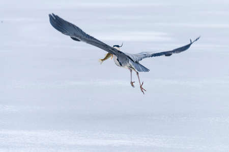 Large gray heron catches and swallows fishの写真素材