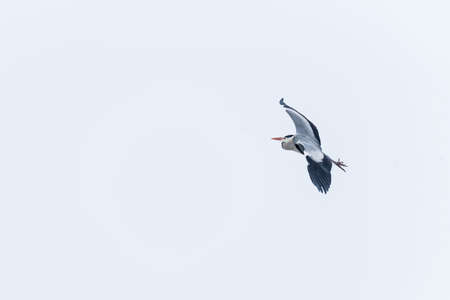 a large gray heron flew over the frozen lakeの写真素材