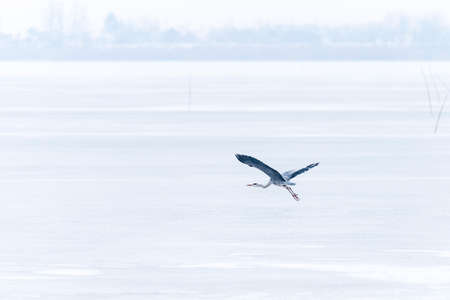 a large gray heron flew over the frozen lakeの写真素材
