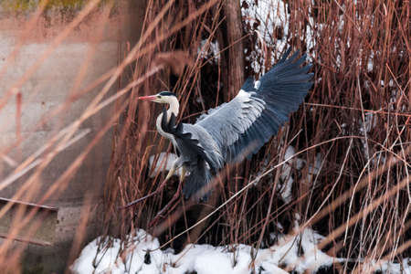 a large gray heron flew over the frozen lakeの写真素材