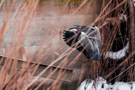 a large gray heron flew over the frozen lakeの写真素材