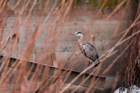 a large gray heron flew over the frozen lakeの写真素材