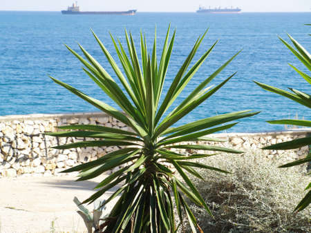 Small palm tree on the background of the sea and shipsの写真素材