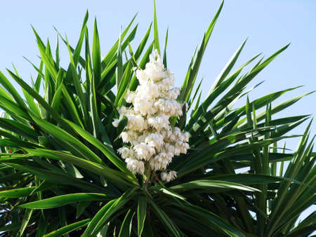 Closeup palm tree with flower on a blue backgroundの写真素材
