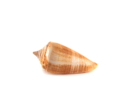 Sea shell isolated on white background.の写真素材