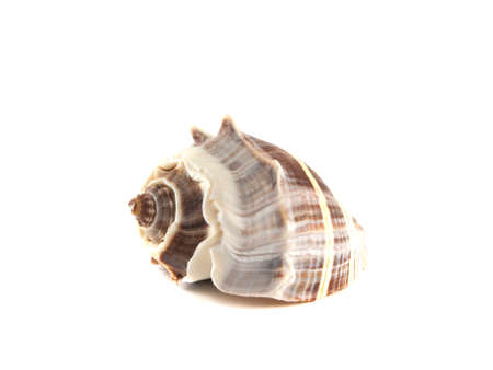 Sea shell isolated on white background.
