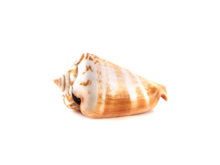 Sea shell isolated on white background.の写真素材