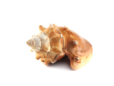 Sea shell isolated on white background.の写真素材