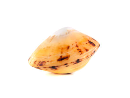 Sea shell isolated on white background.の写真素材