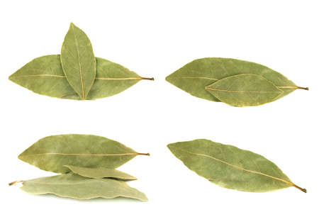 Bay leaves collection isolated on white backgroundの写真素材